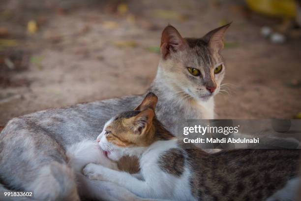 mother cat - mahdi stock pictures, royalty-free photos & images