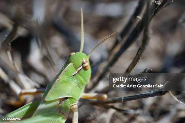 saltamontes - saltamontes imagens e fotografias de stock