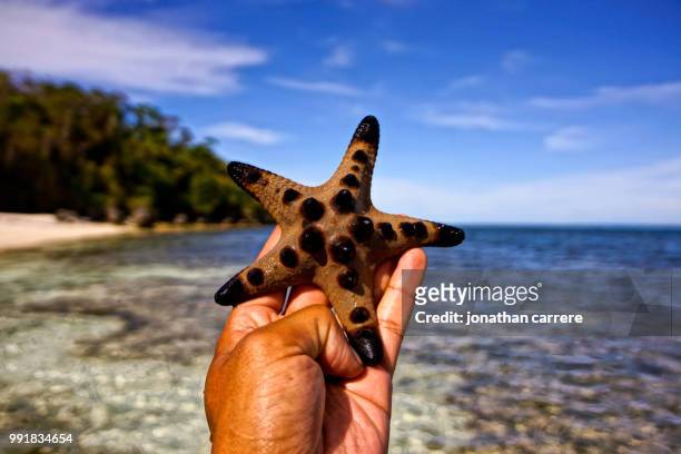 star - carrere stock pictures, royalty-free photos & images