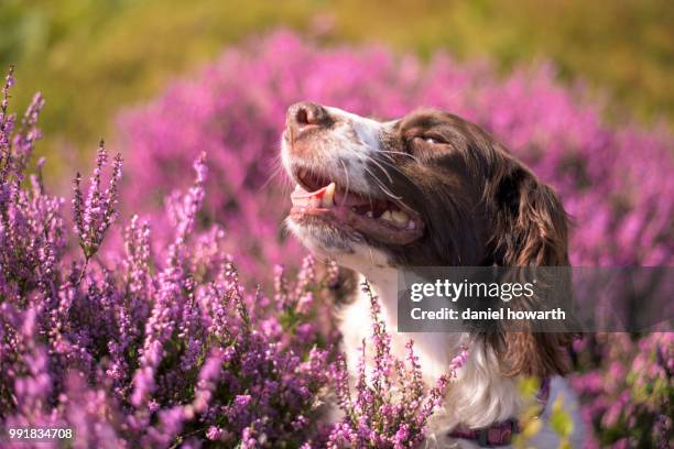 head of english springer spaniel dog in flower meadow, uk - english springer spaniel stock pictures, royalty-free photos & images