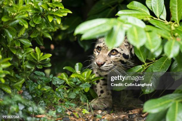 clouded leopard series - clouded leopard stock-fotos und bilder