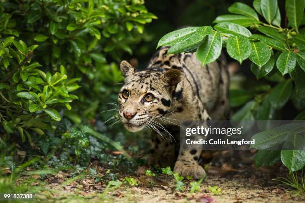 clouded leopard series - clouded leopard stock-fotos und bilder