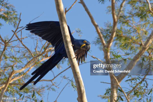 hyacinth macaw - arara azul grande imagens e fotografias de stock