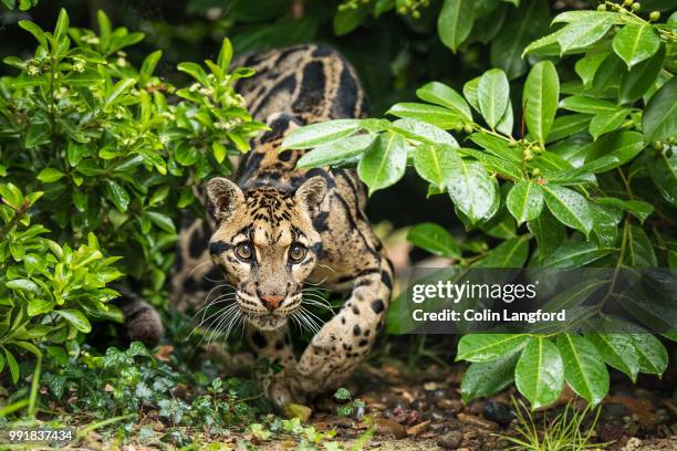 clouded leopard series - clouded leopard stock-fotos und bilder