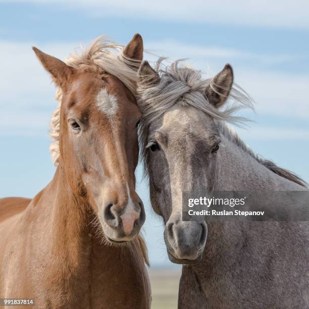 a pair of icelandic horses in iceland. - ponies stock-fotos und bilder