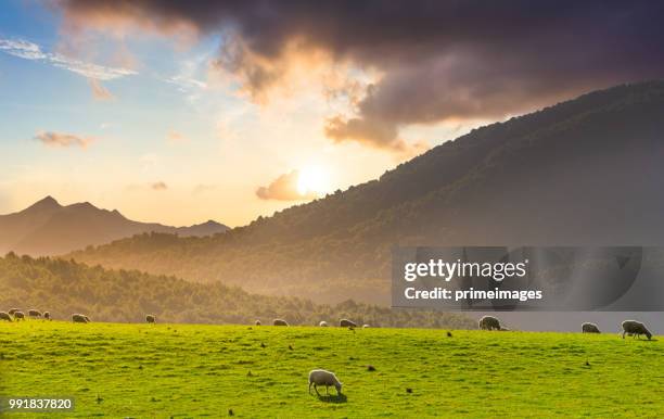 wunderschöne landschaft landschaft von den lake matheson fox-gletscher und durch die alpen berge und täler neu zealand - westland südinsel von neuseeland stock-fotos und bilder