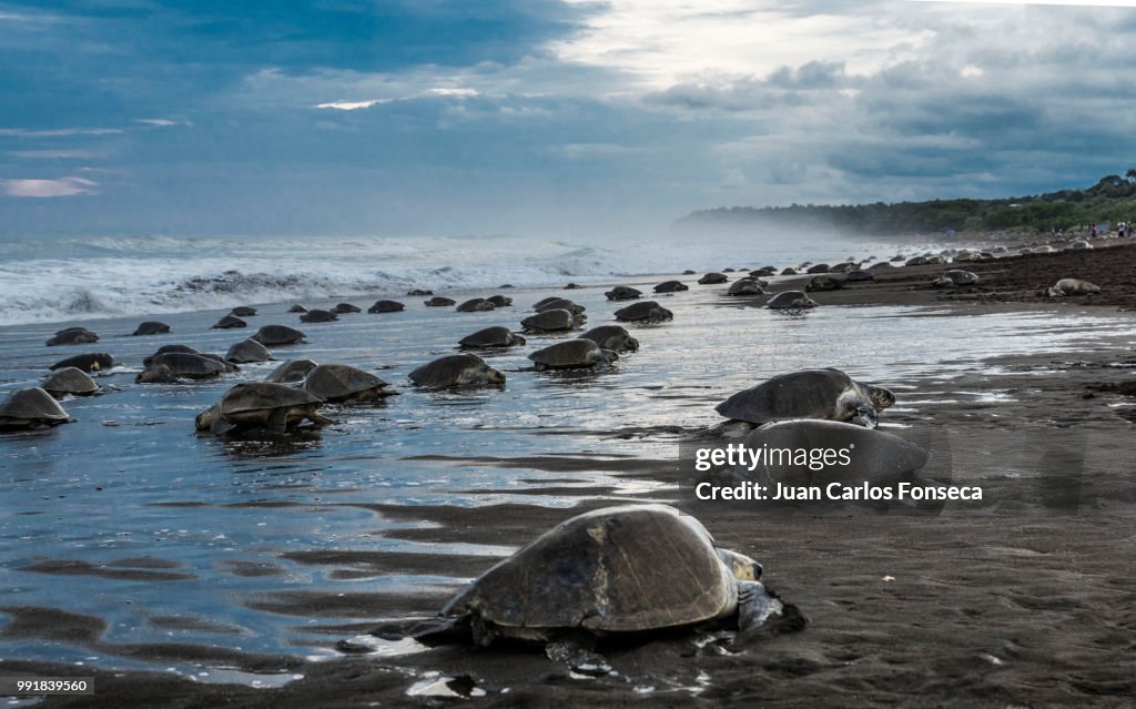 Turtles Invasion