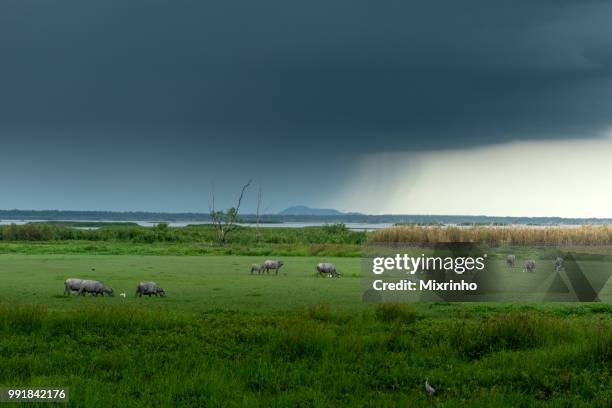 buffalo field green lake - domestic water buffalo stock-fotos und bilder