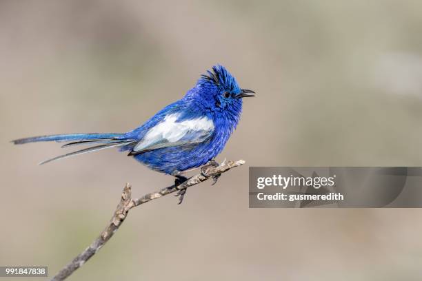 birds of western australia - berghüttensänger stock-fotos und bilder