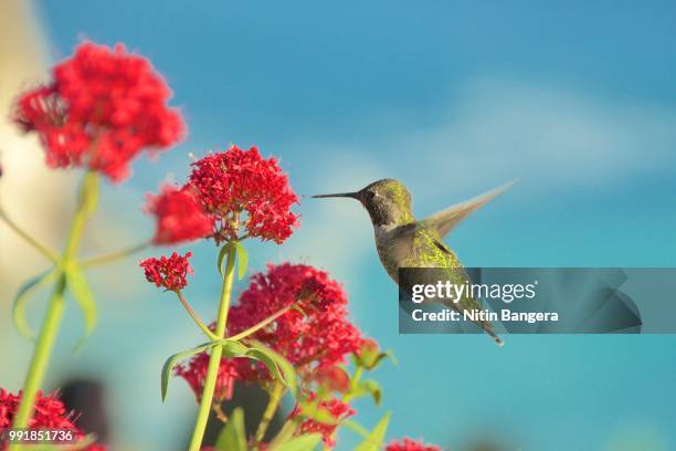 hummingbird in big sur - big bird stockfoto's en -beelden