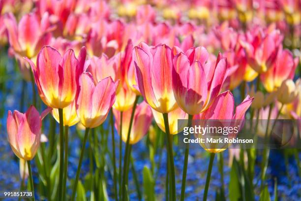 keswick tulips - keswick stock pictures, royalty-free photos & images