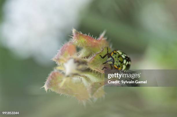 larve de punaise verte - punaise stock pictures, royalty-free photos & images