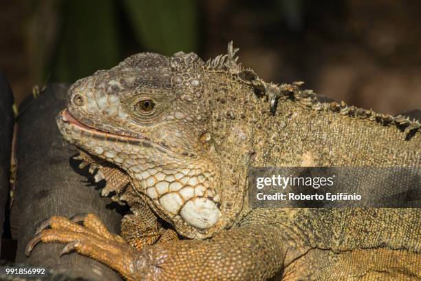 green iguana (2/2) - land iguana 個照片及圖片檔