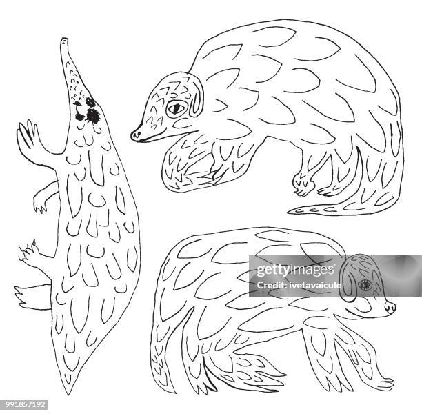 ilustraciones, imágenes clip art, dibujos animados e iconos de stock de conjunto de pangolin - anteater