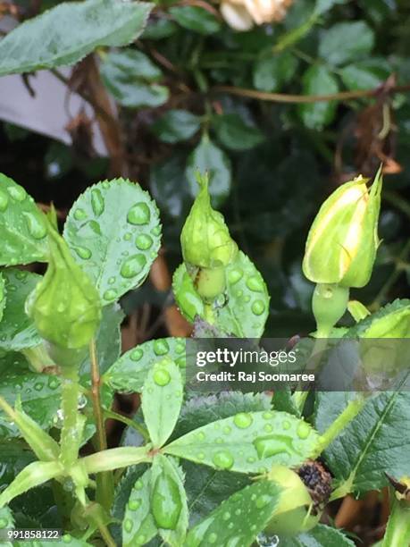 ilford's rose buds - ilford stock pictures, royalty-free photos & images