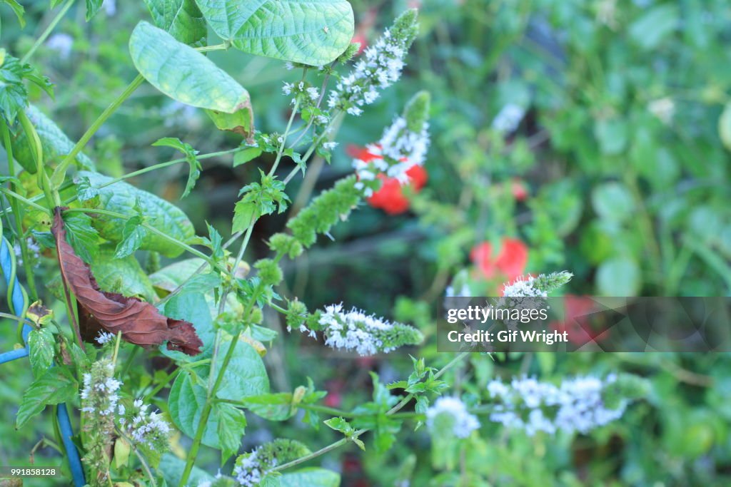 Mint flowers