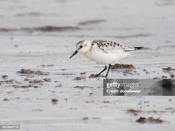 sanderling - correlimos tridáctilo fotografías e imágenes de stock