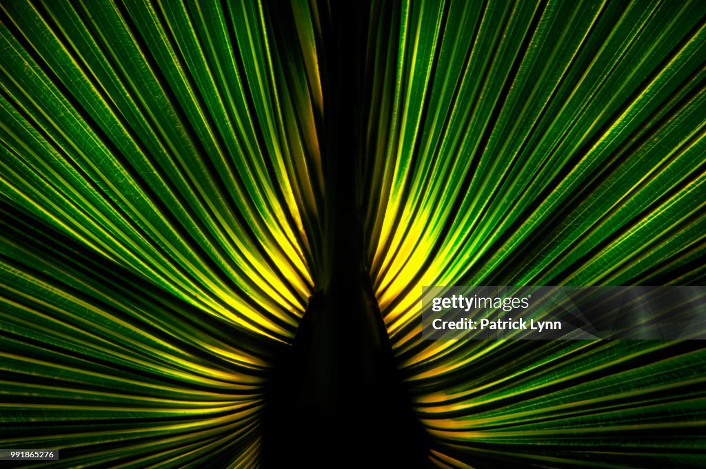 Palm Frond