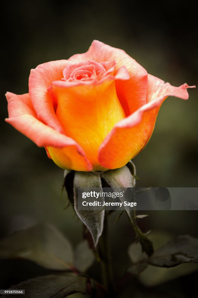 Rose Orange