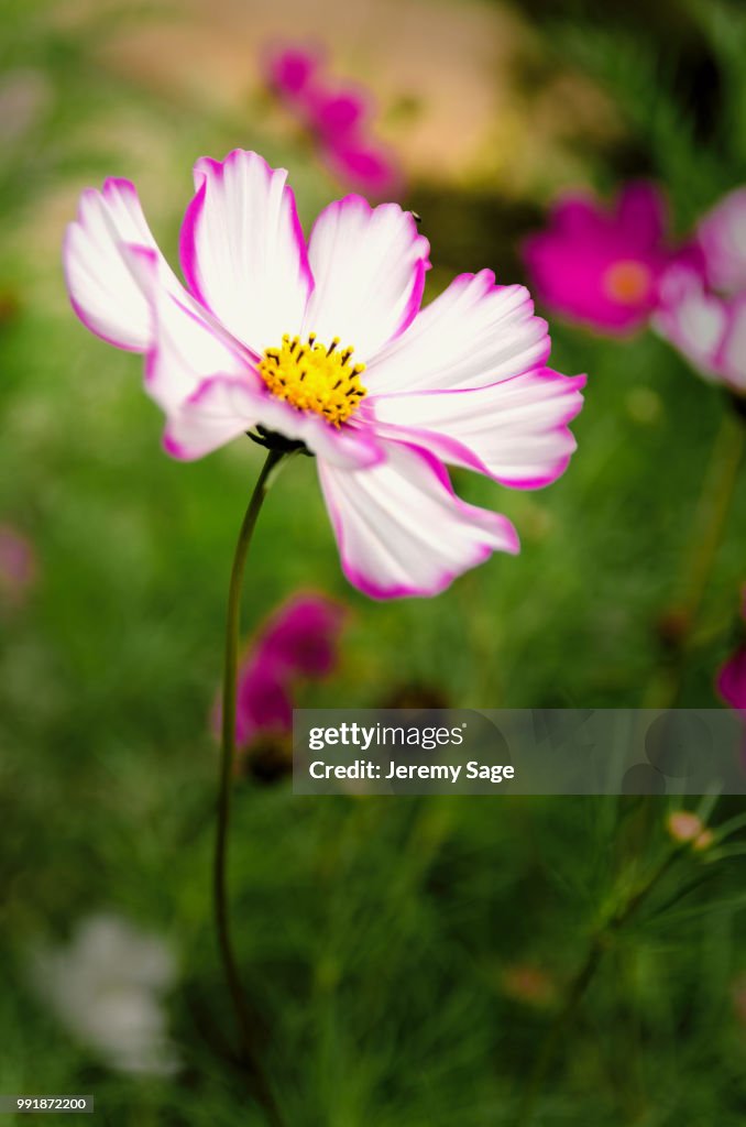 Cosmos