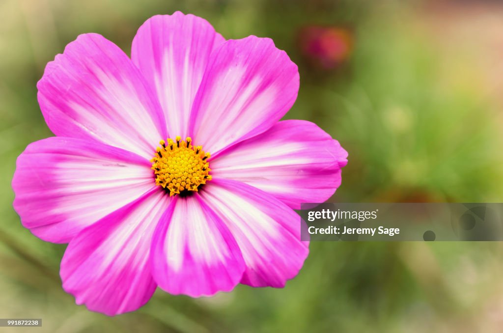Cosmos pinky