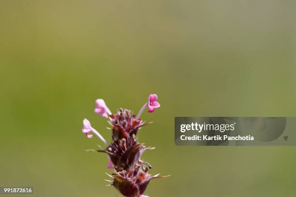 morina longifolia - morina stock pictures, royalty-free photos & images