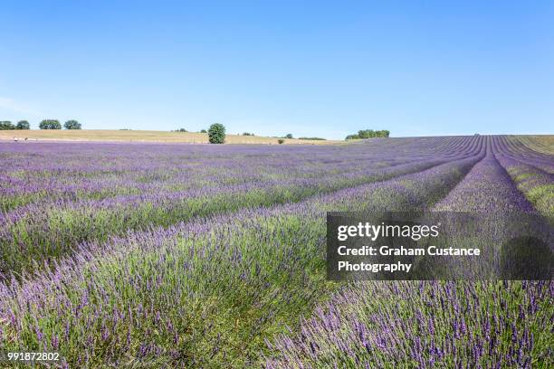 lavender fields - hitchin foto e immagini stock