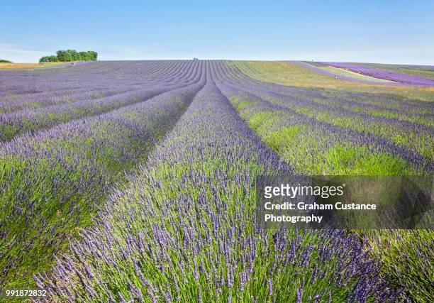 lavender fields - hitchin photos et images de collection