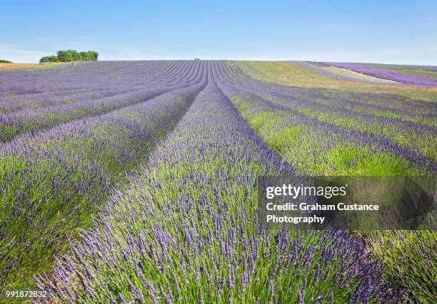 lavender fields - hitchin foto e immagini stock