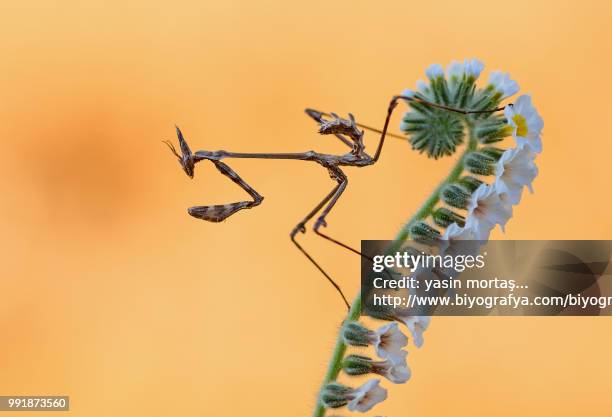 a conehead mantis on a flower. - www photo com stock pictures, royalty-free photos & images