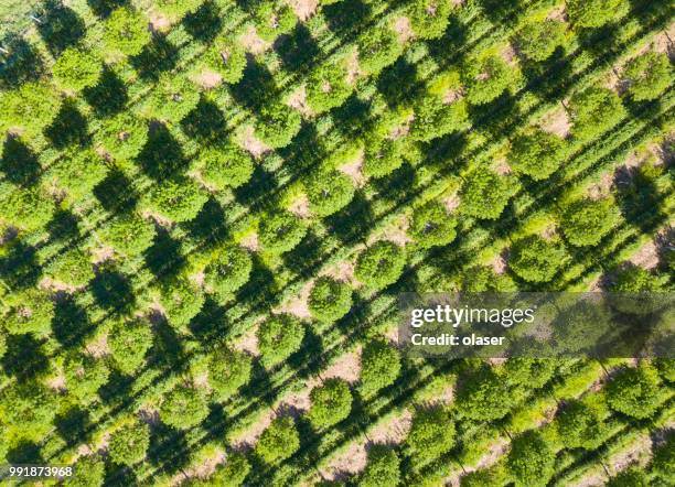 Fruit Tree Line Rows 59,496 Tree Rows Stock Photos, High-Res Pictures, and Images - Getty Images