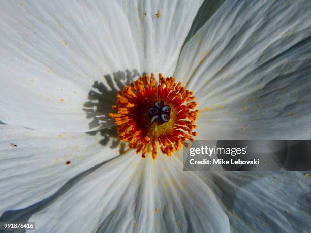 Big White Flower Photos and Premium High Res Pictures - Getty Images