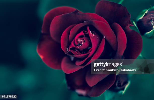 Deepest Red Roses Deep Red Roses Photos and Premium High Res Pictures - Getty Images