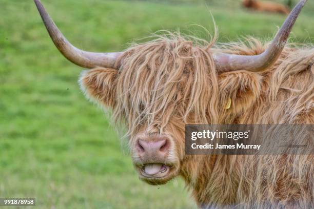 highland coo - highland coo stock pictures, royalty-free photos & images