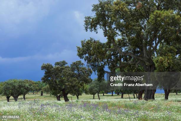 rain clouds over flower meadow and cork oak, extremadura, spain - cork tree fotografías e imágenes de stock