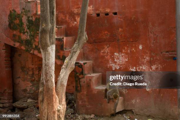Rusted Monkey 41 Rust Monkey Stock Photos, High-Res Pictures, and Images - Getty Images