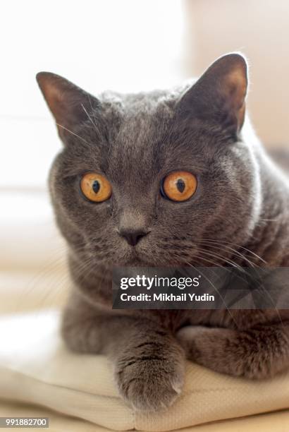 something interesting - chartreux cat stock pictures, royalty-free photos & images