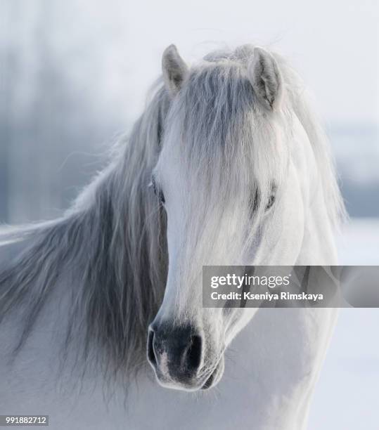 white welsh pony - welsh pony stock pictures, royalty-free photos & images