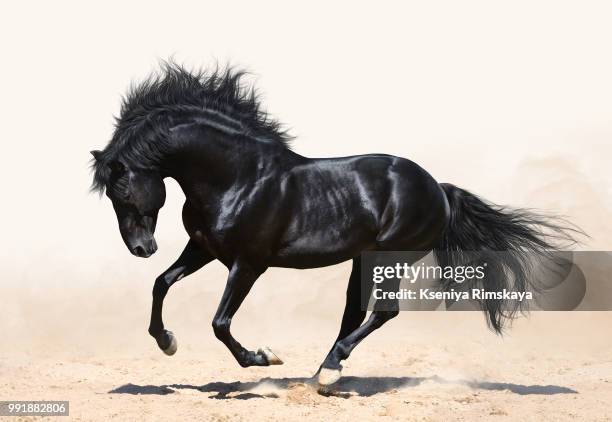 10,196 Gallop Animal Gait Photos and Premium High Res Pictures - Getty Images 10,196 Gallop Animal Gait Photos and Premium High Res Pictures - Getty Images