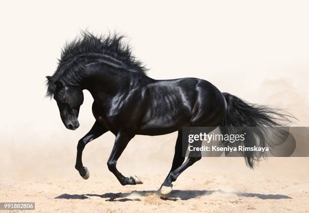 black horse galloping - stallion running stock pictures, royalty-free photos & images