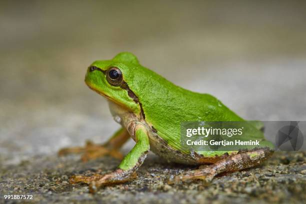 tiny green frog - rana arborícola fotografías e imágenes de stock