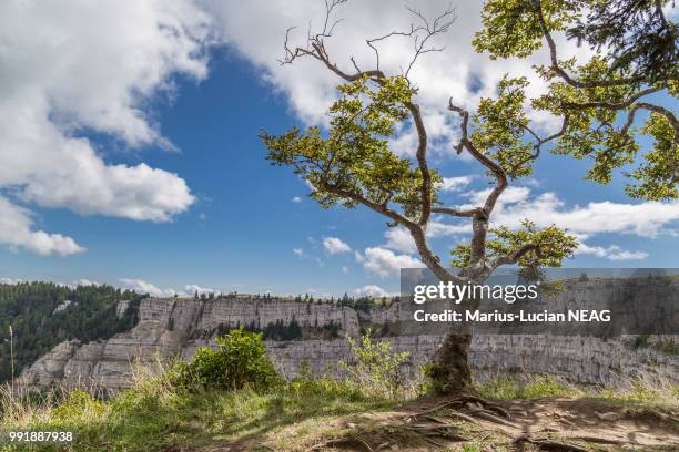 travers,switzerland - mark travers bildbanksfoton och bilder