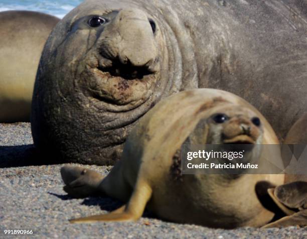 escape - northern elephant seal stock pictures, royalty-free photos & images