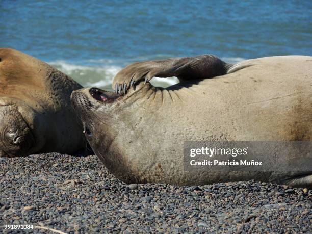 yawning - northern elephant seal stock pictures, royalty-free photos & images