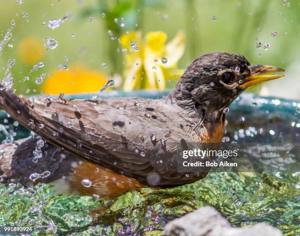 robin bathing - aiken stock pictures, royalty-free photos & images