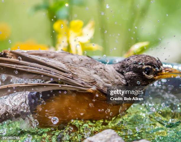 robin - aiken stock pictures, royalty-free photos & images