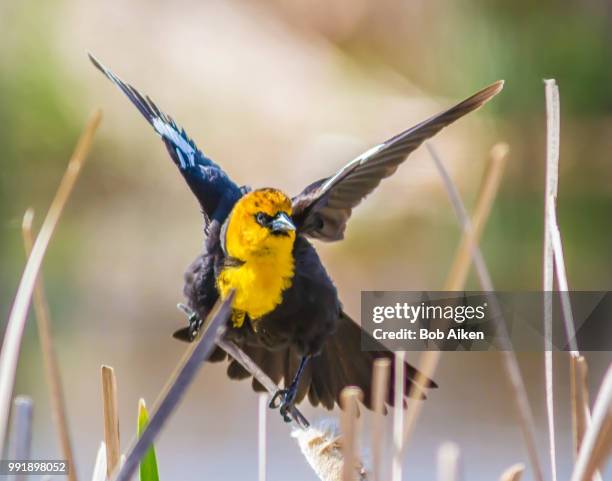 yellow headed black bird ready for flight - aiken stock pictures, royalty-free photos & images