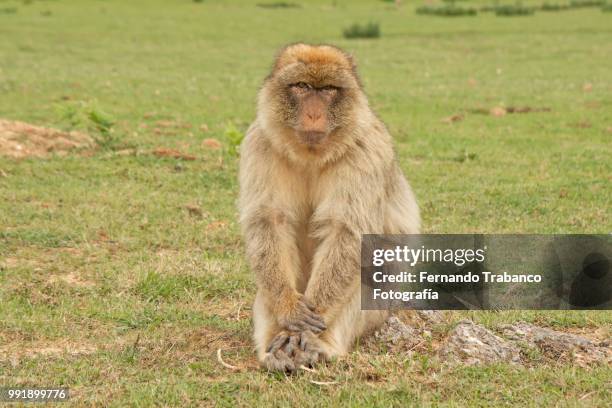 monkey sitting and relaxed - fotografía stock-fotos und bilder