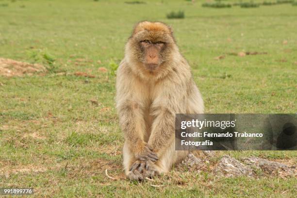 monkey sitting and relaxed - fernando trabanco ストックフォトと画像