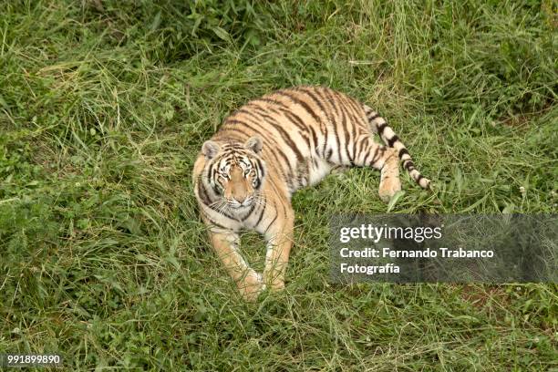 tiger lying on the grass - fernando trabanco ストックフォトと画像